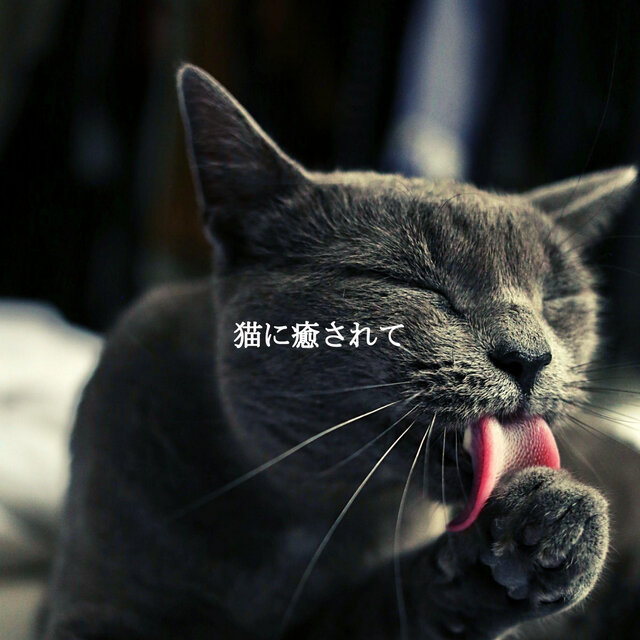 猫に癒されて