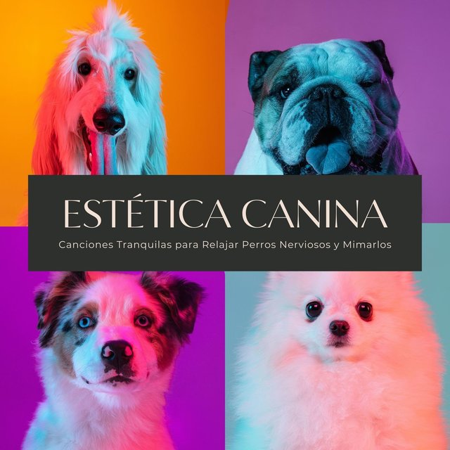 Estética Canina: Canciones Tranquilas para Relajar Perros Nerviosos y Mimarlos