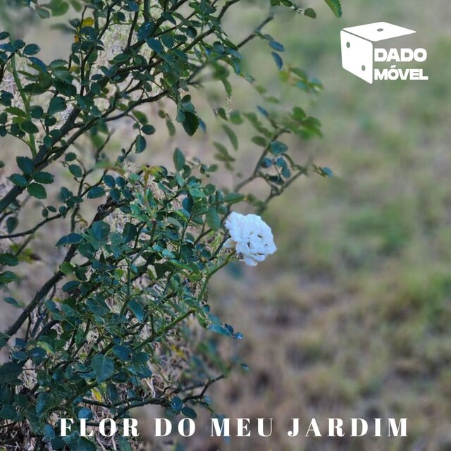 Flor do Meu Jardim
