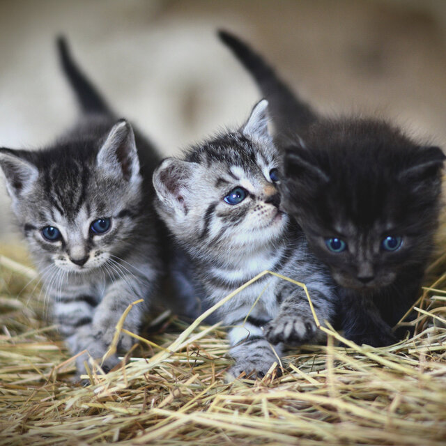 Kittens Purring Sound