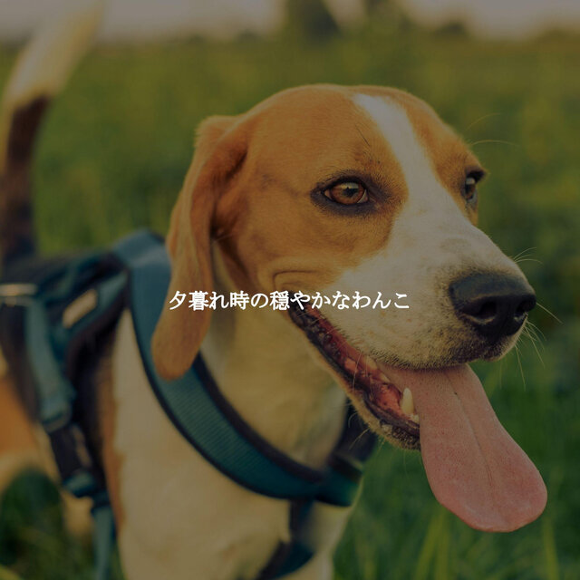夕暮れ時の穏やかなわんこ