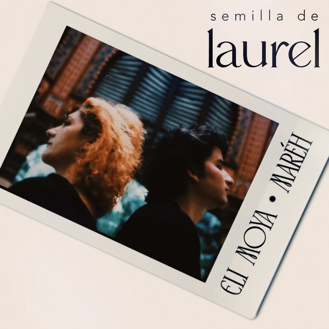 Semilla de Laurel