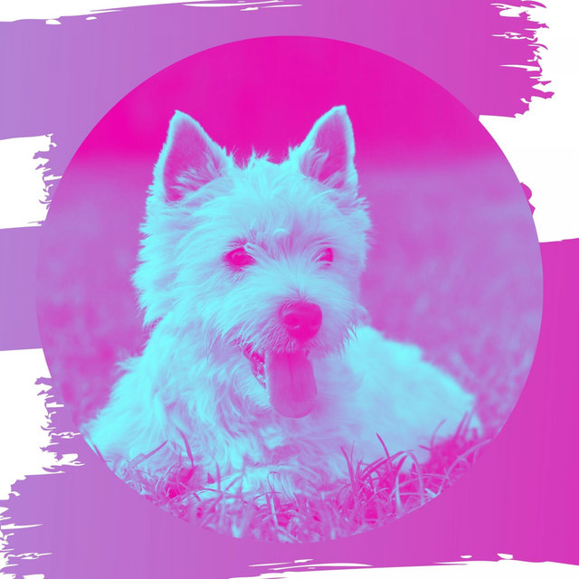 Music for Doggy Naptime - Acoustic Guitar