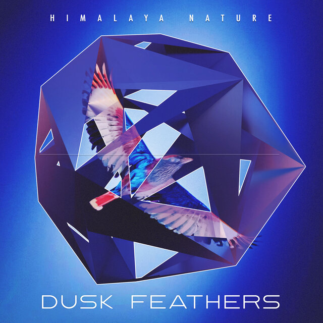 Dusk Feathers