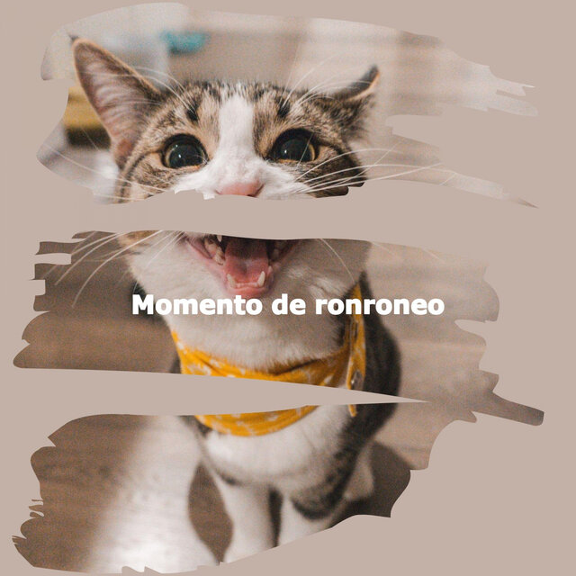 Momento de ronroneo