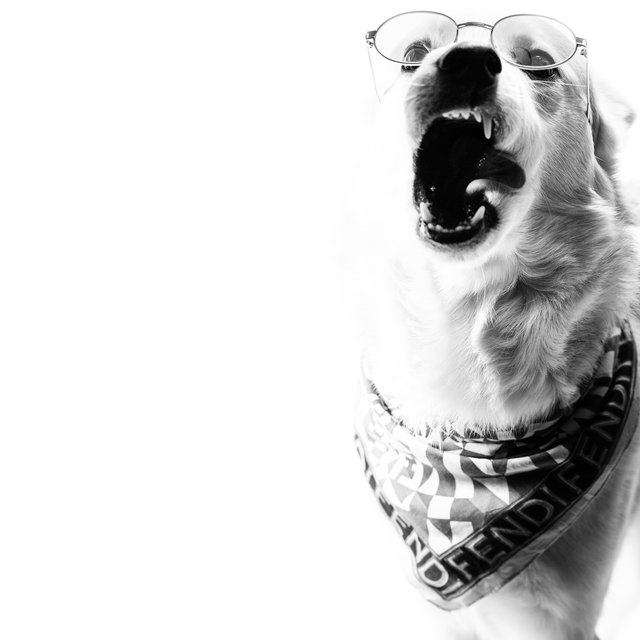 The Fendi Dawg (feat. RU$h)