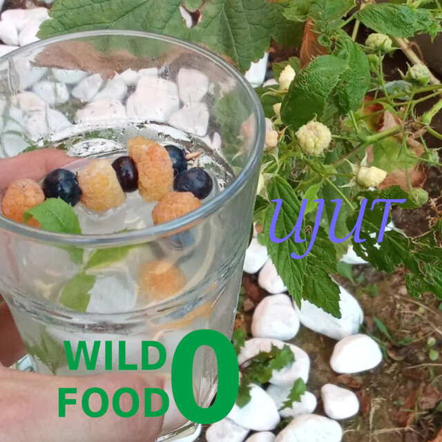 Wild Food 0