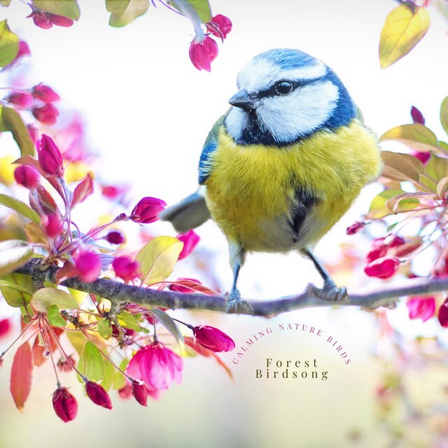 Calming Nature Birds