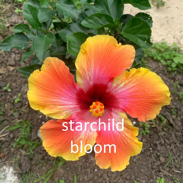 Bloom (2021 Remastered version)