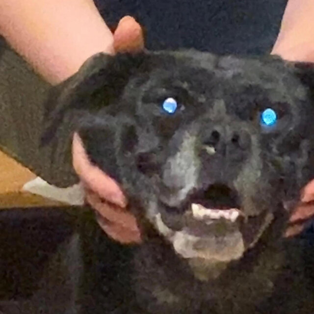 doggonit