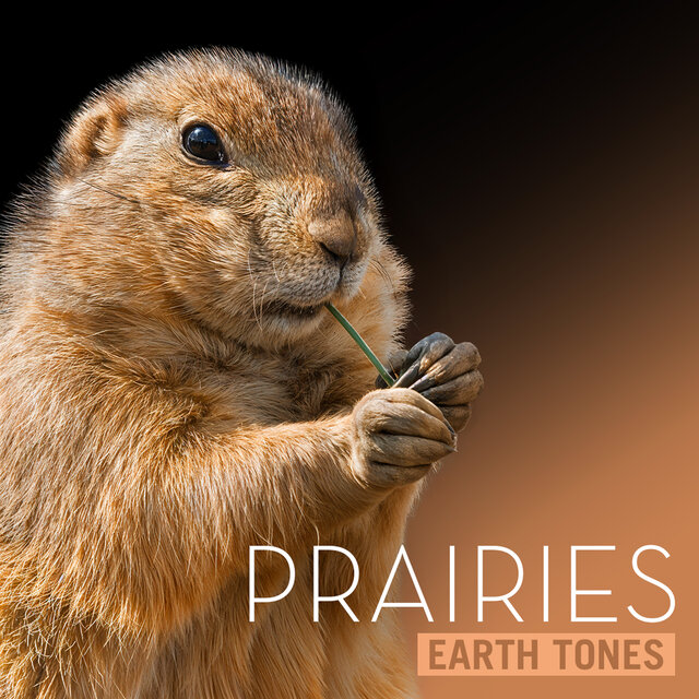 Earth Tones: Prairies