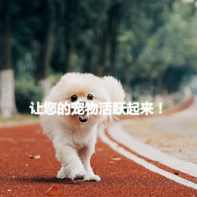 让您的宠物活跃起来！
