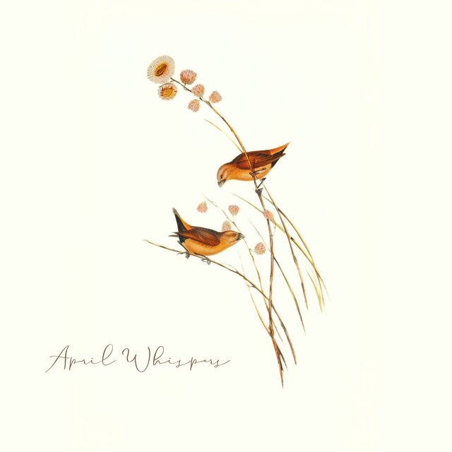 April Whispers (Between Petals & Daylight)