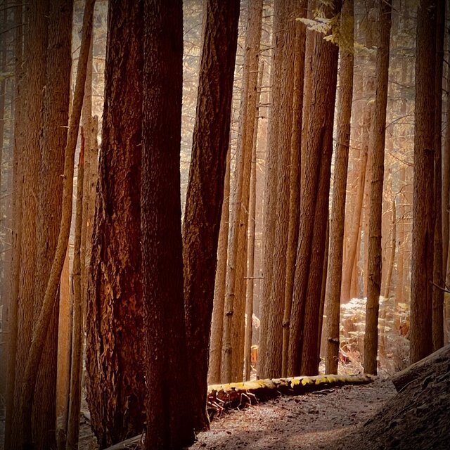 Forest of Light