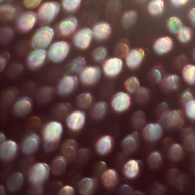 Glips