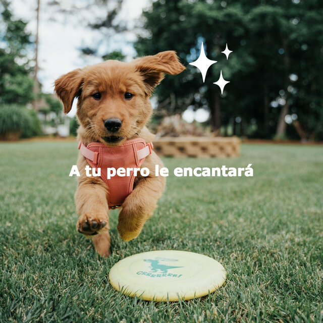 A tu perro le encantará