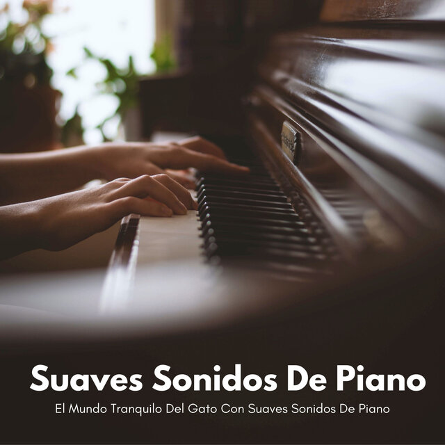 El Mundo Tranquilo Del Gato Con Suaves Sonidos De Piano