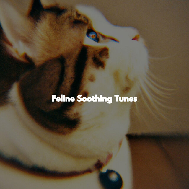 Feline Soothing Tunes