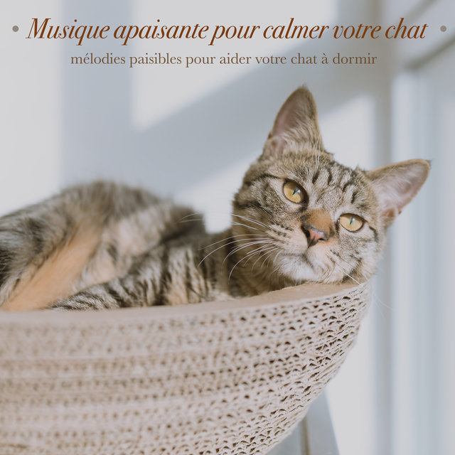 Musique Apaisante Pour Calmer Votre Chat Melodies Paisibles Pour Aider Votre Chat A Dormir By Relaxmycat On Tidal