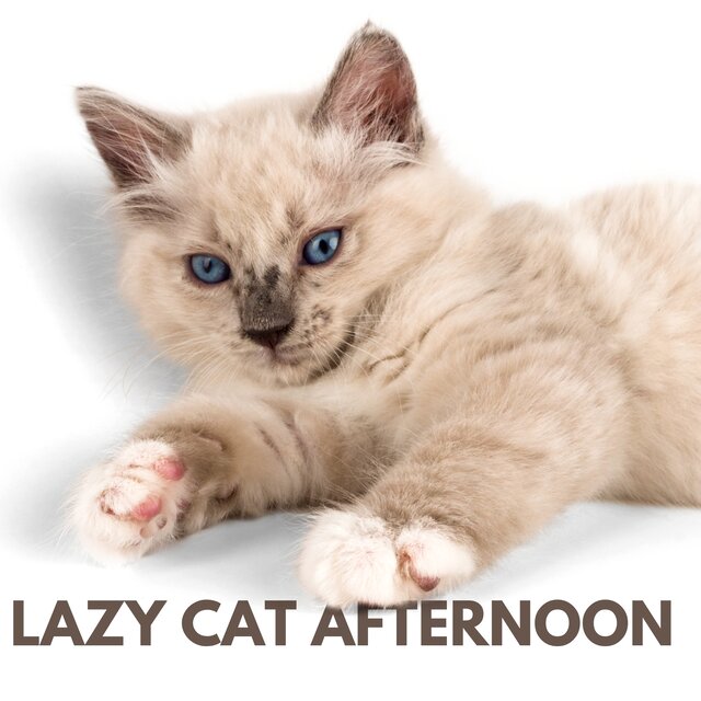 Lazy Cat Afternoon