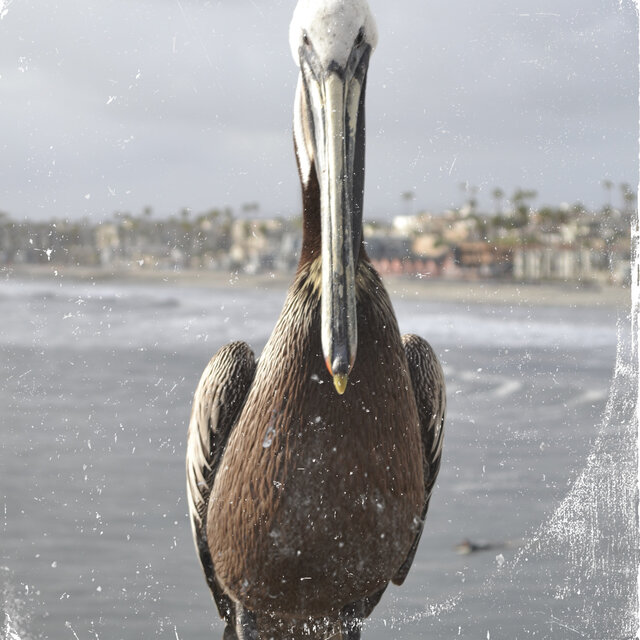 Pelicans
