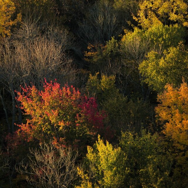 Autumn Colors