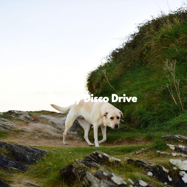 Doggy Disco Drive