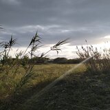 Primavera