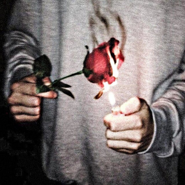 Burning Roses
