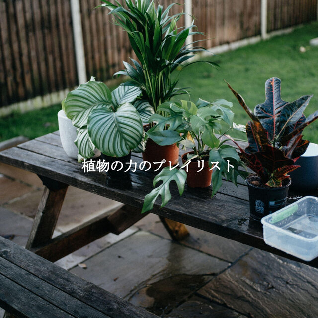 植物の力のプレイリスト
