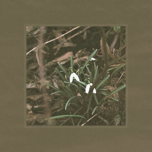 Snowdrop