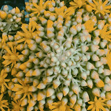 Mentha