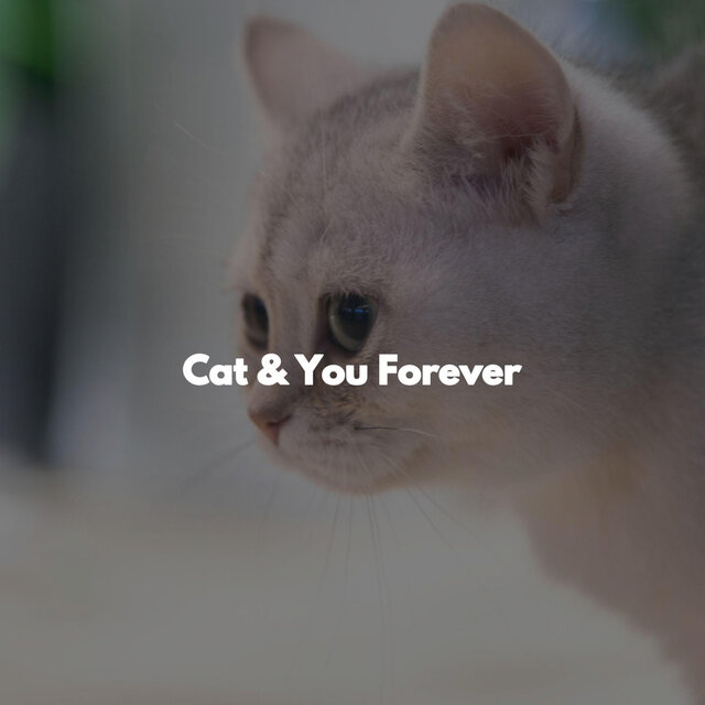 Cat & You Forever