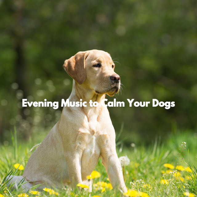 Evening Music to Calm Your Dogs