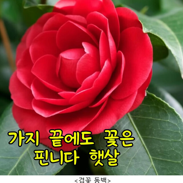 내 안의 나무