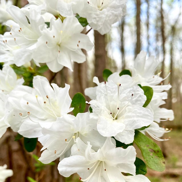 Springtime