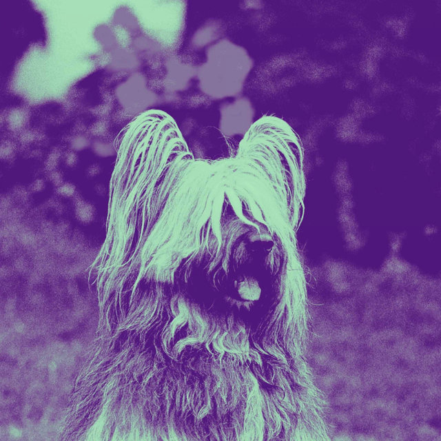 Ambiance for Wonderful Doggies