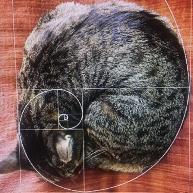 Music for cats