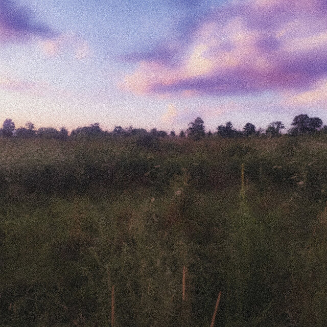 Friendship Fields