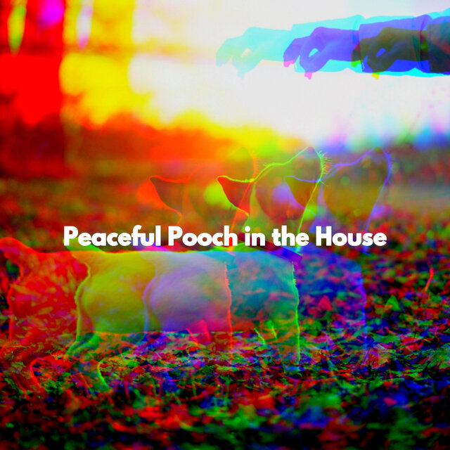 Peaceful Pooch in the House
