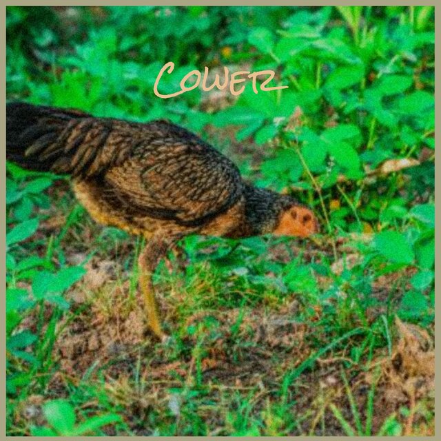 Cower