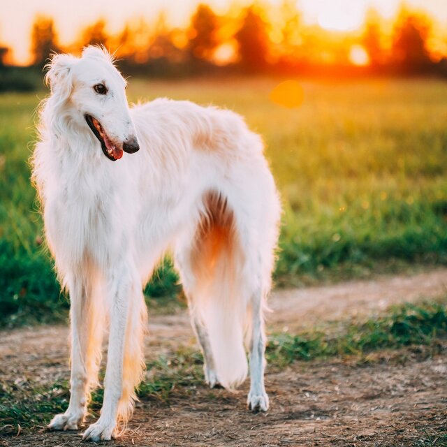 Borzoi