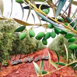 بيك من تراث عفرين _ رقص عفرين