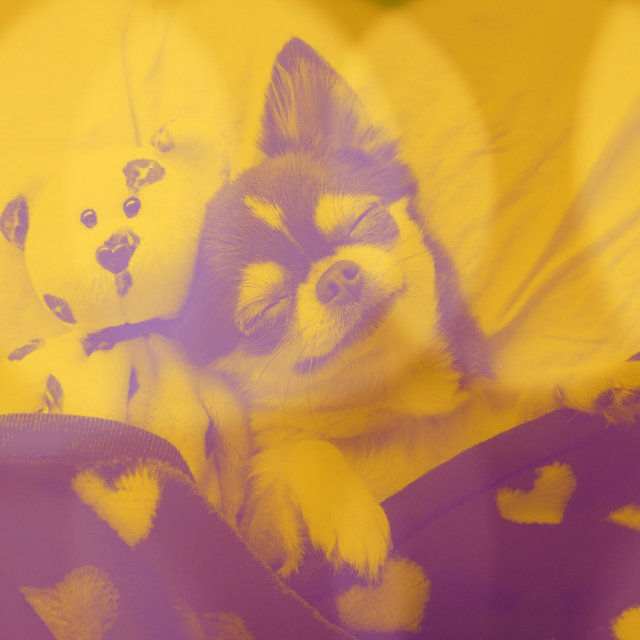Music for Cute Dogs - Cultivated Glockenspiel Music