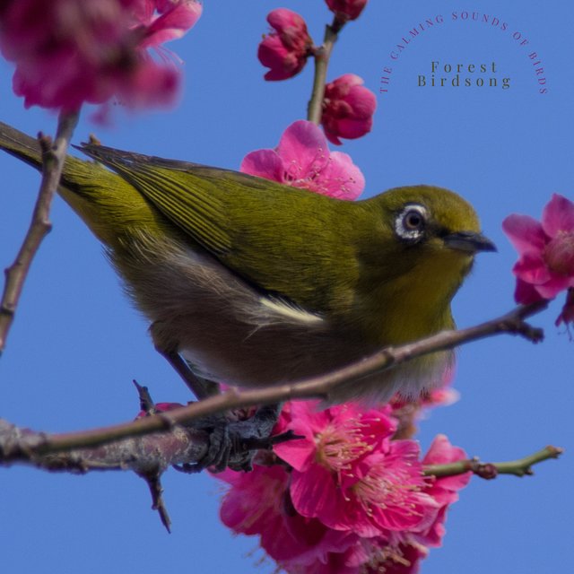 The Calming Sounds of Birds