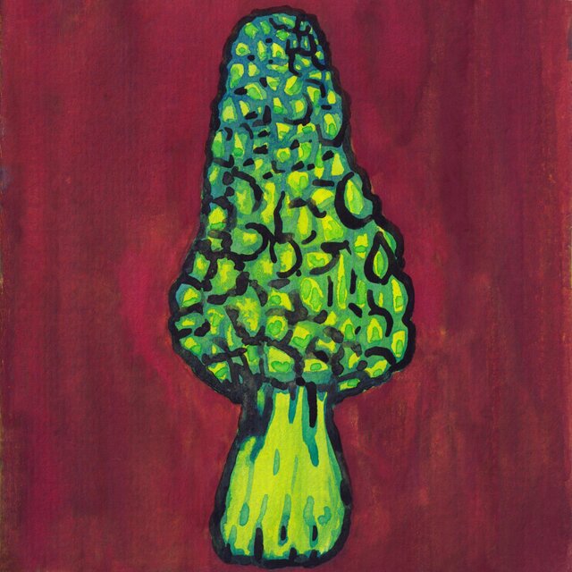Morel Vision