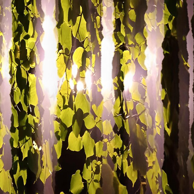 chlorophyll