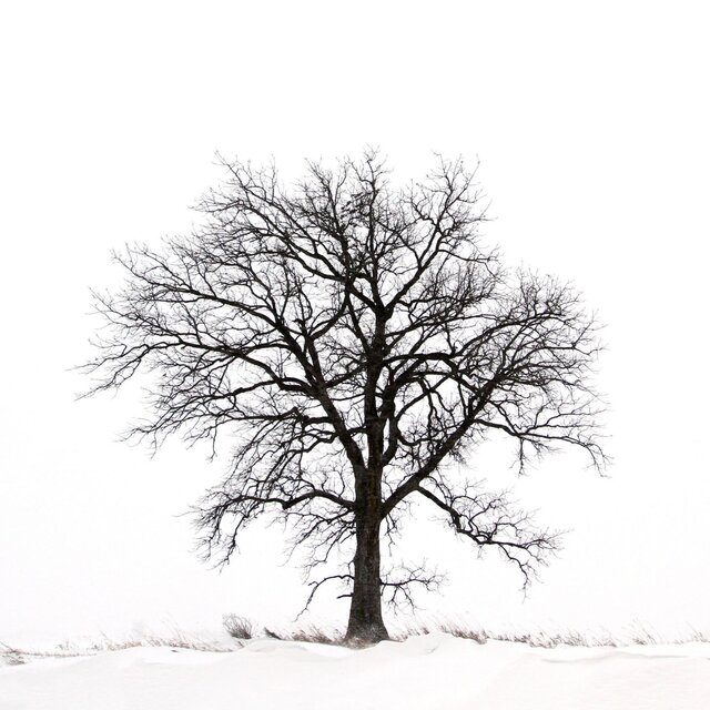 Black Winter 2