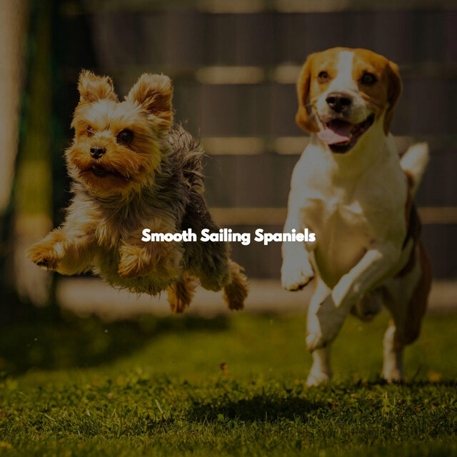 Smooth Sailing Spaniels