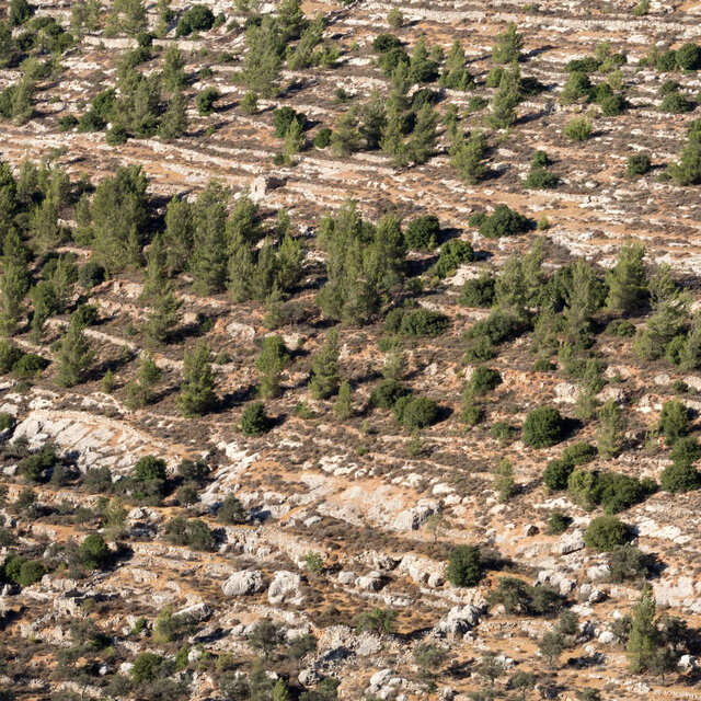 Cover art for album  by Alabaster Deplume